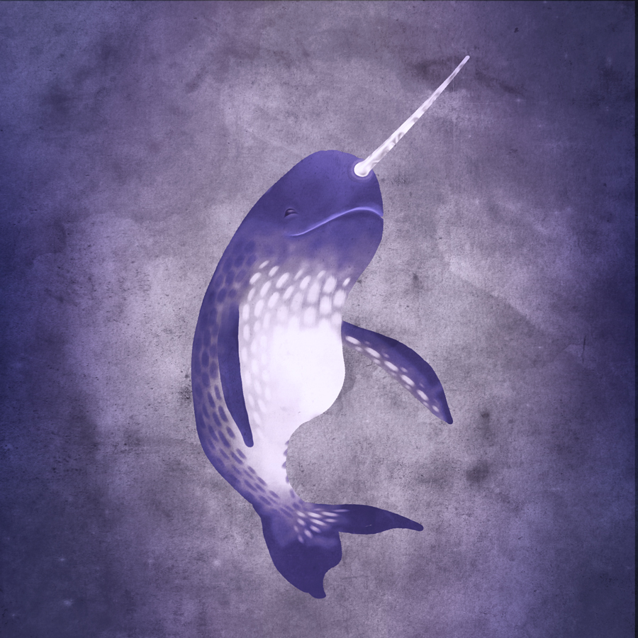 narwhal-web-copy